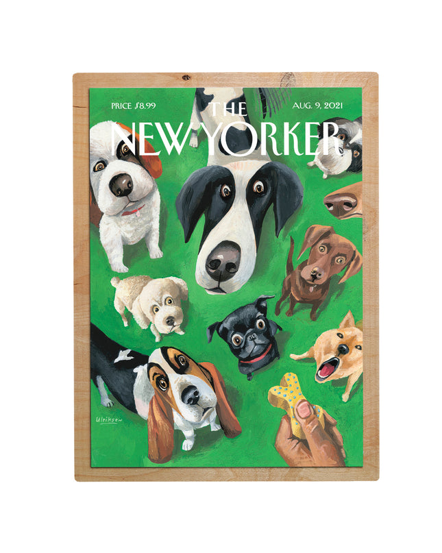 New Yorker Hunde