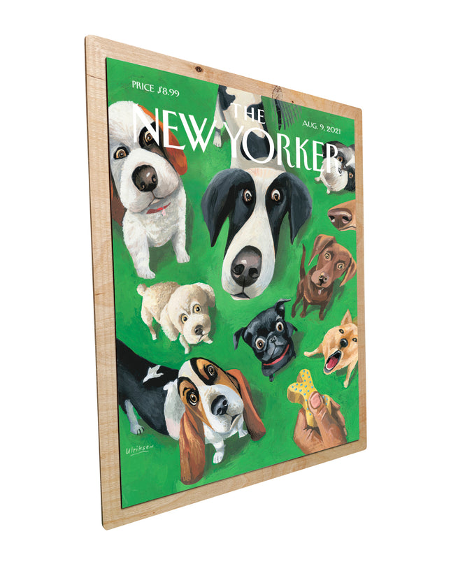 New Yorker Hunde